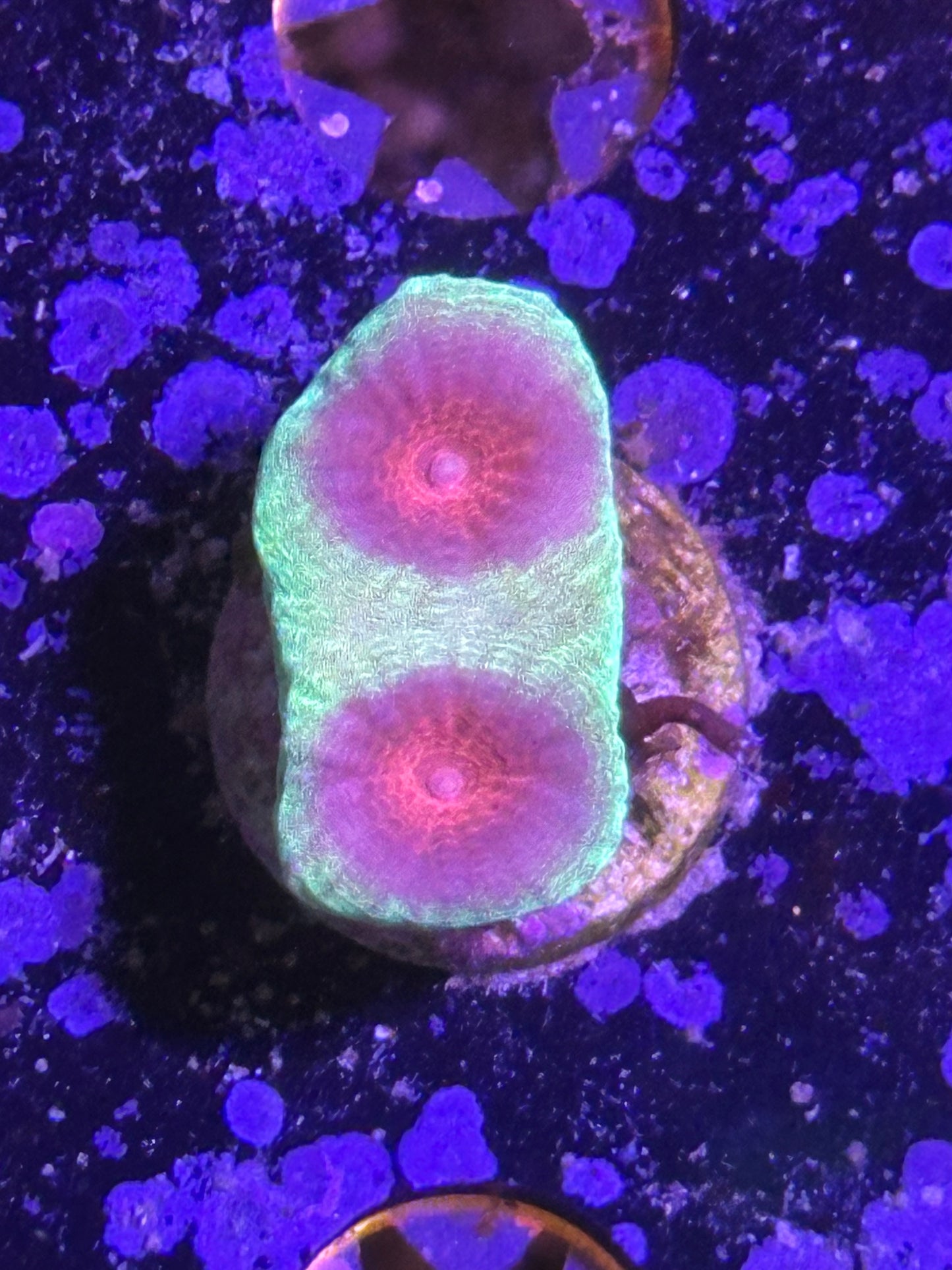 Coral