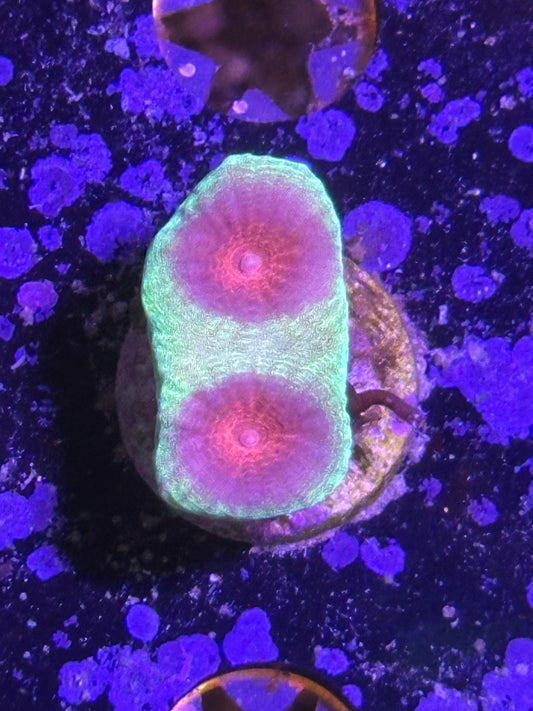 Electro Lime Favia
