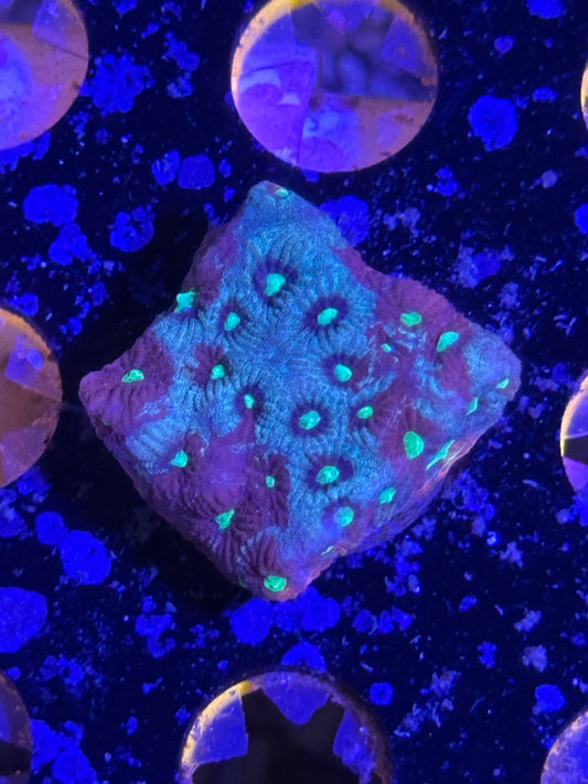 Crimson Vanguard War Coral