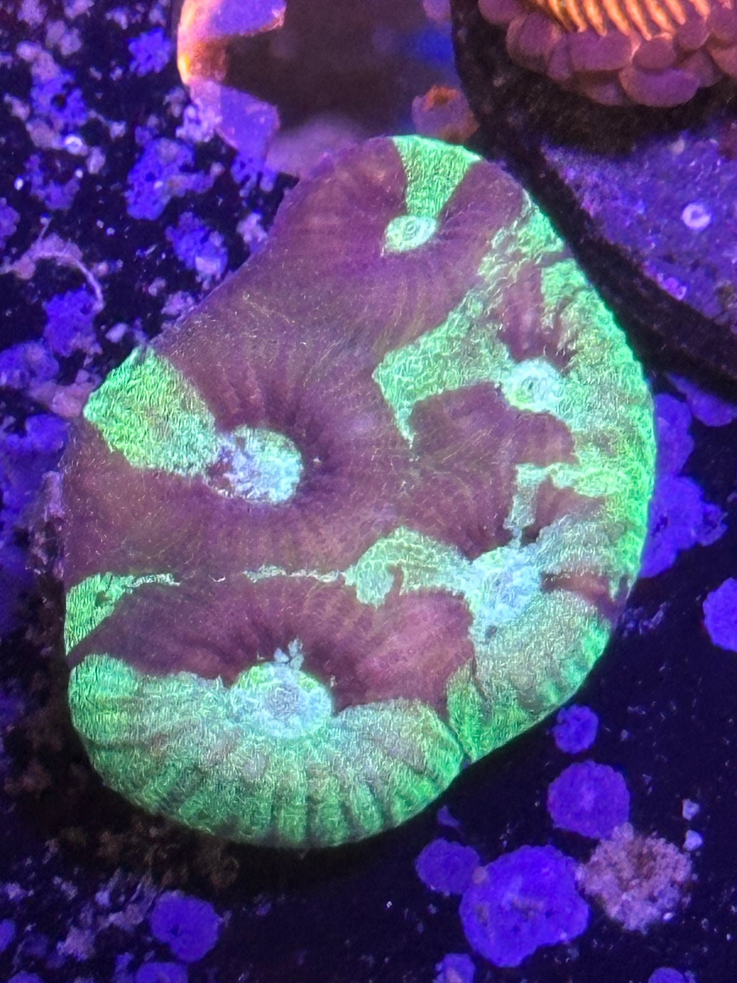 Coral