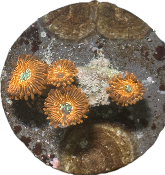 Magician Zoa
