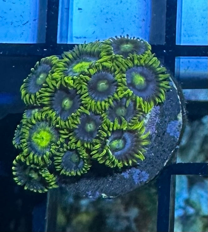 Coral