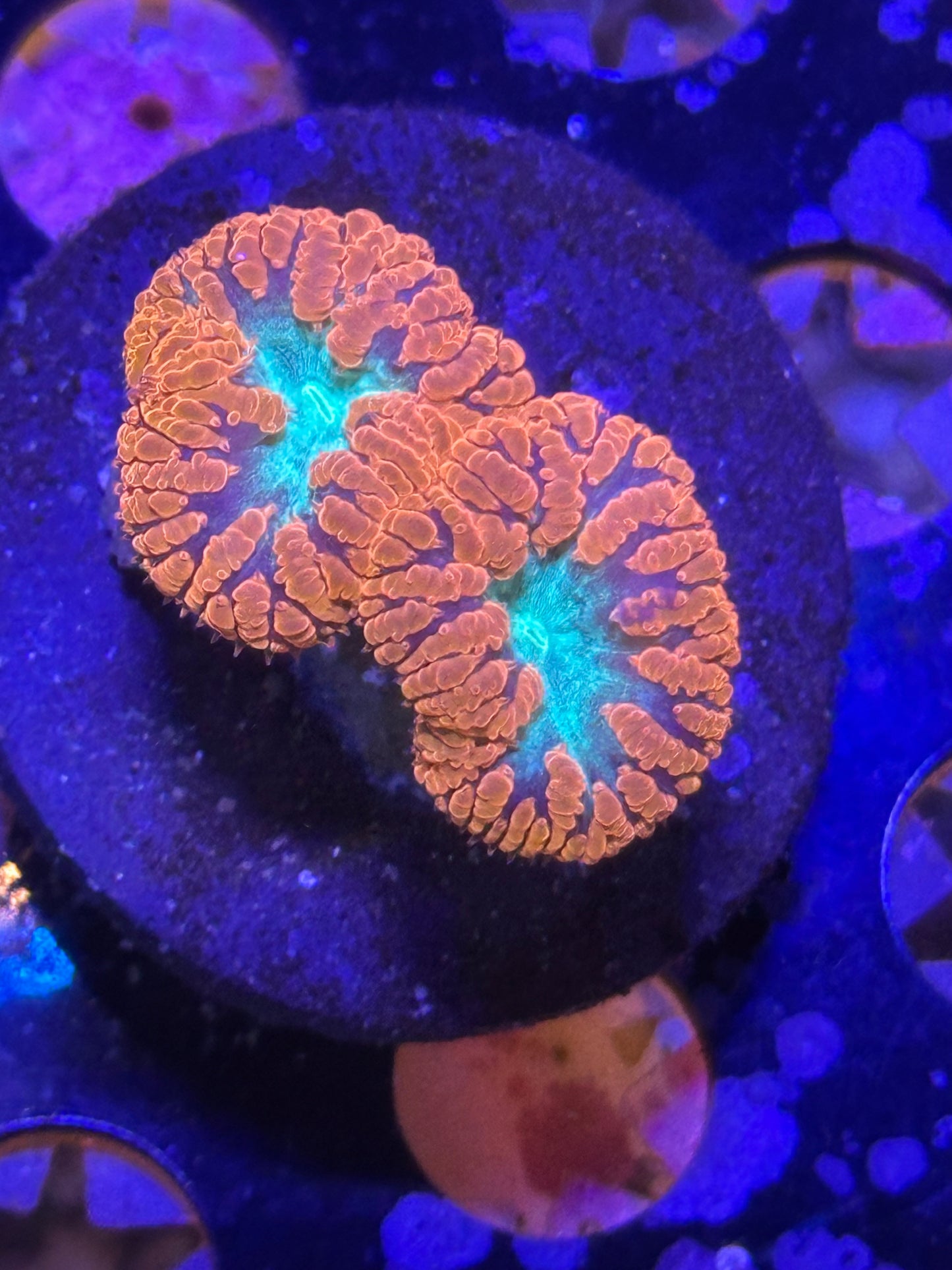 Coral