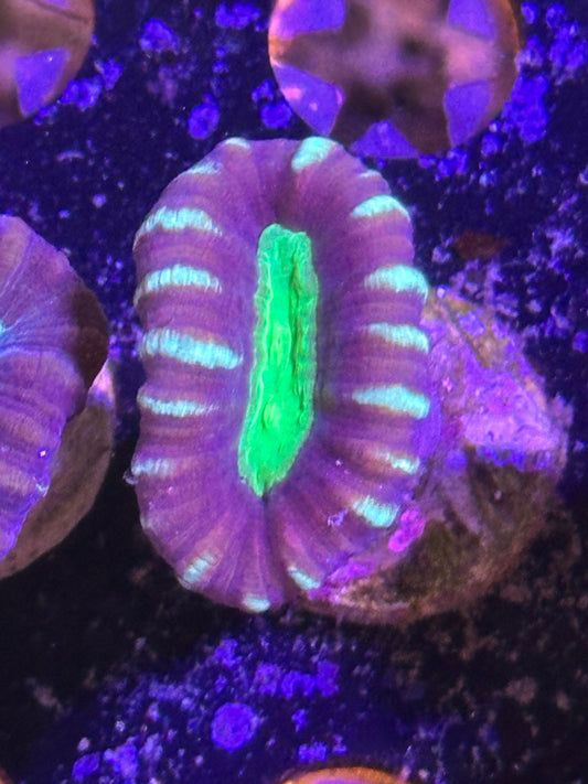 Purple Stripe candy cane