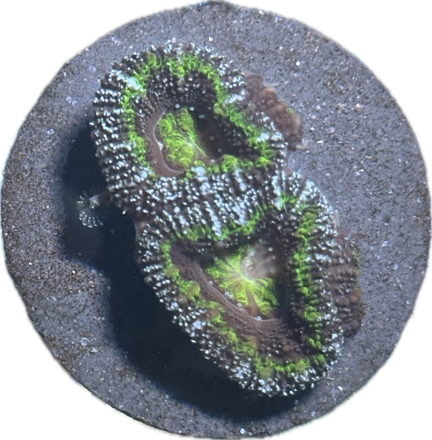 Coral
