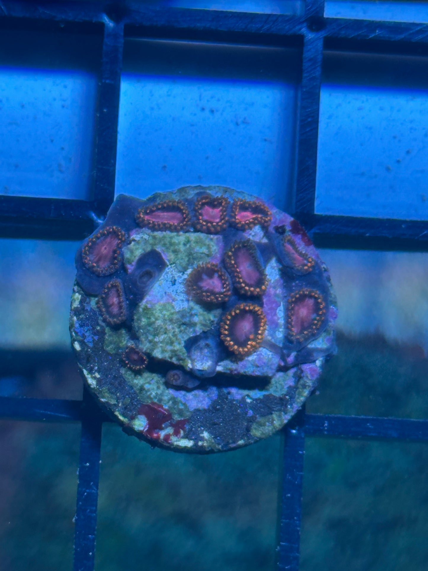 Coral