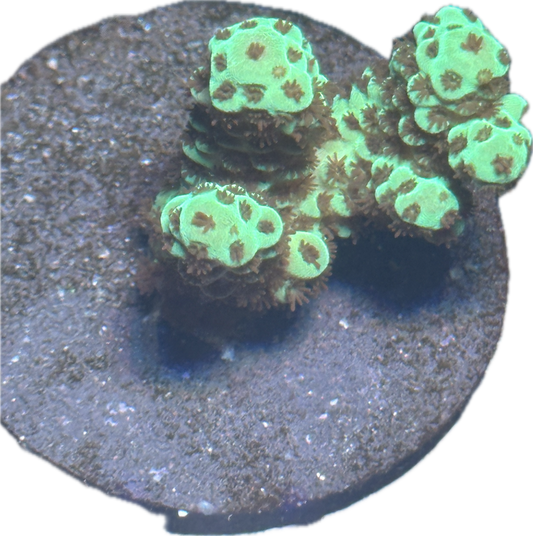 Acropora
