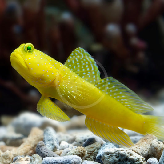 Yellow watchman goby