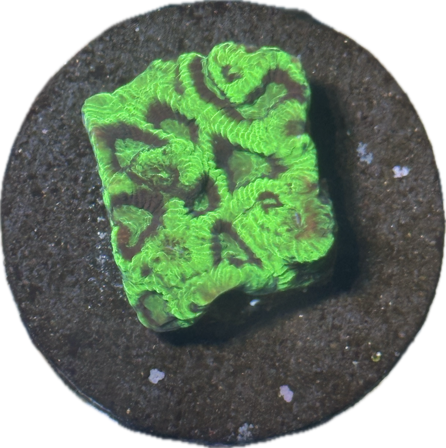Coral