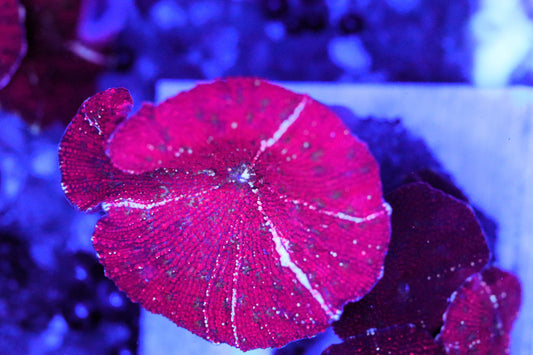Red Devil Mushroom Coral
