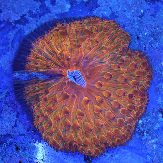 Rainbow Fungia Plate Coral