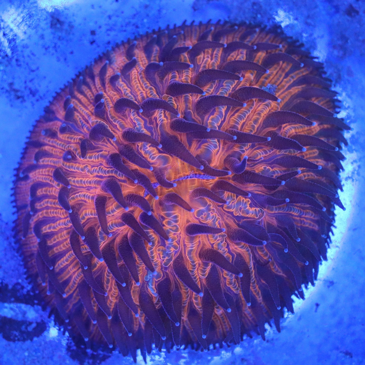 Orange Black Fungia Plate Coral