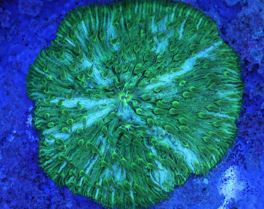 Green Pinstripe Fungia Plate Coral