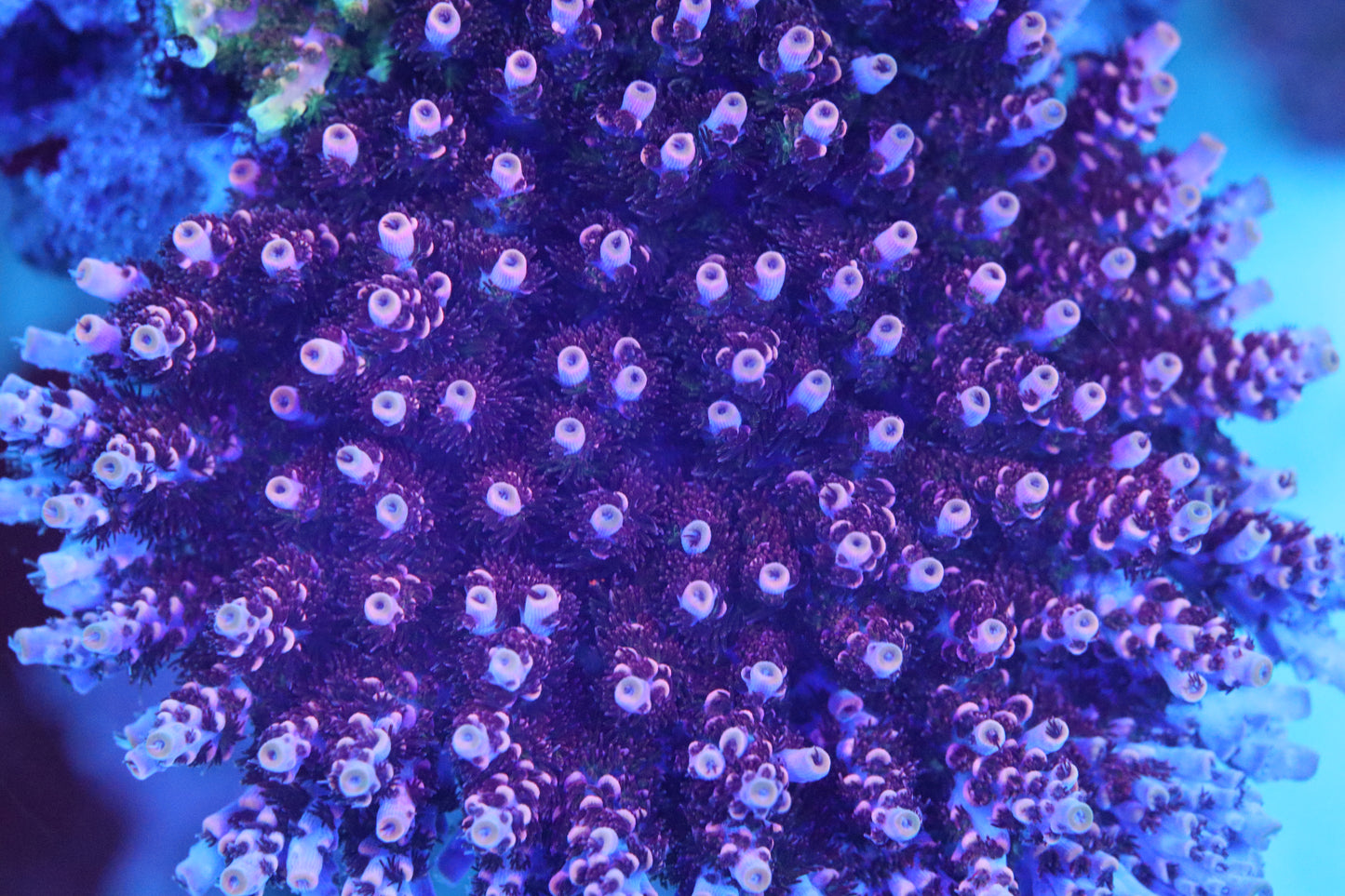 TSA Fruity Pebbles Acropora