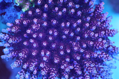 TSA Fruity Pebbles Acropora