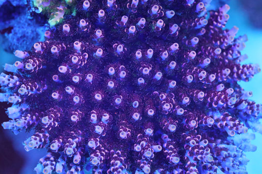 TSA Fruity Pebbles Acropora