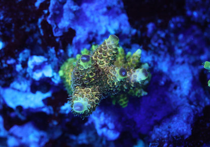 RRC Rainbow Splice Acropora