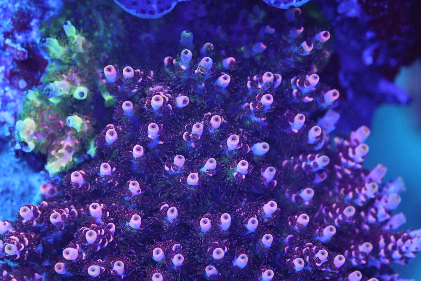TSA Fruity Pebbles Acropora