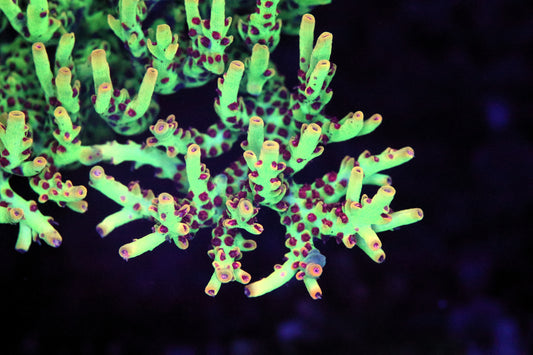 Raspberry Shortcake Acropora