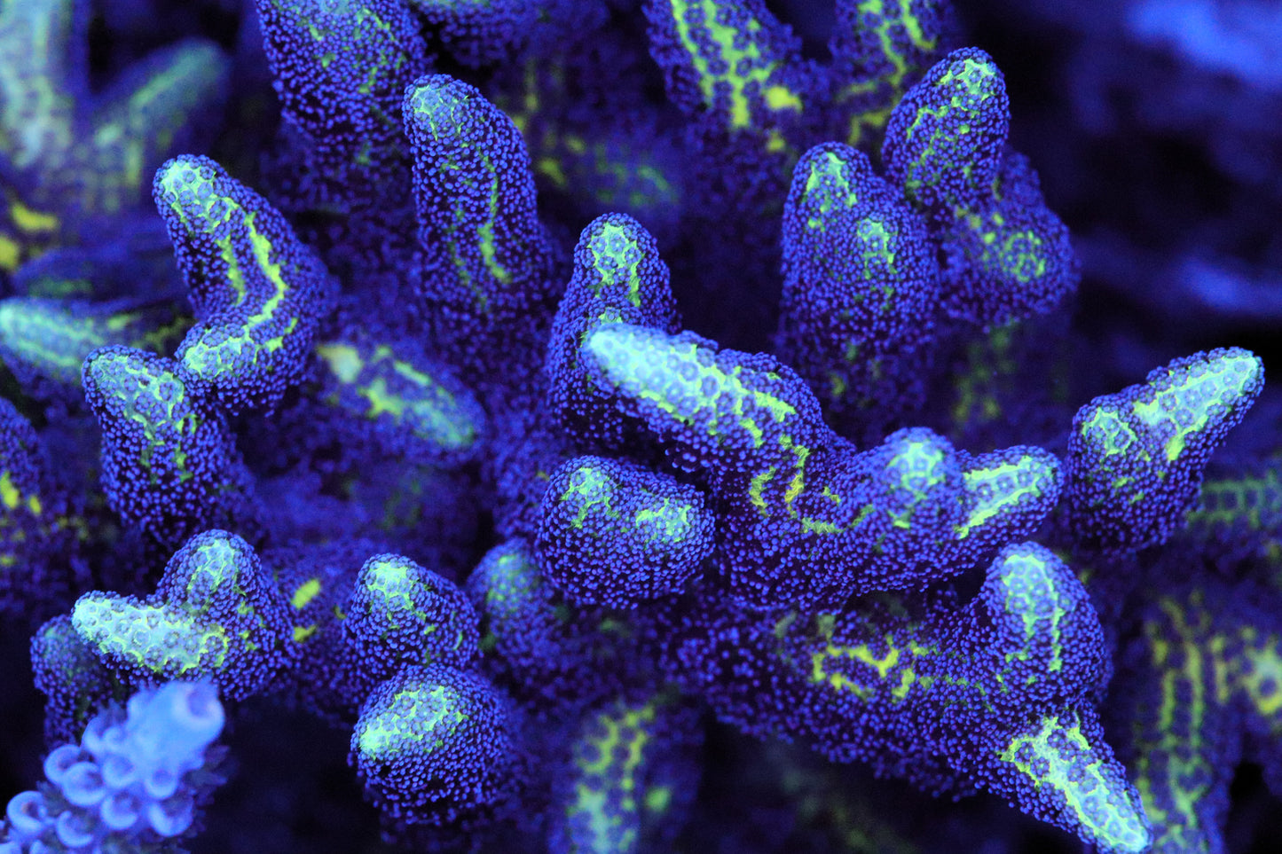 Bird of Paradise Birdsnest Coral – BlueWater Reef