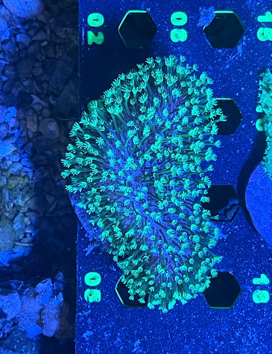 Green Polyp Toadstool