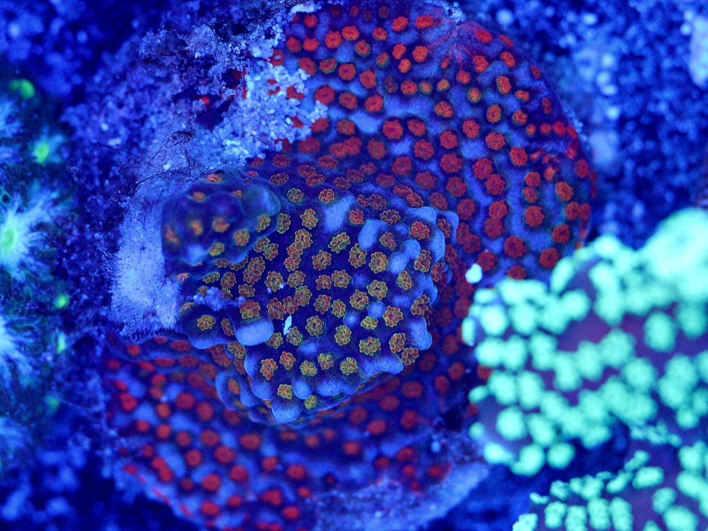 Rainbow Montipora