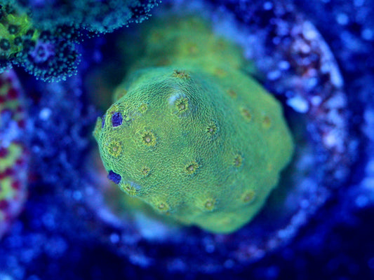 Banana Cyphastrea