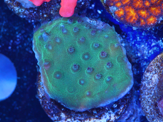 PPE CYPHASTREA