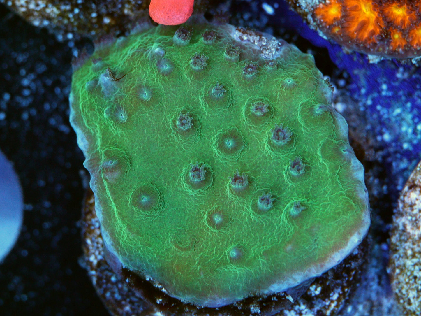 PPE CYPHASTREA