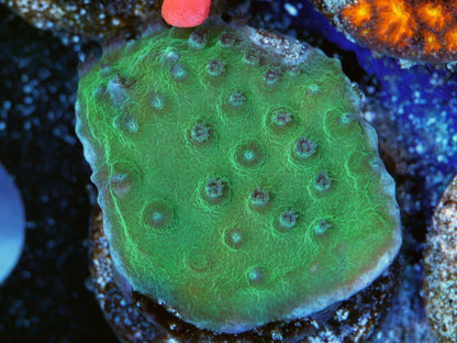 PPE CYPHASTREA