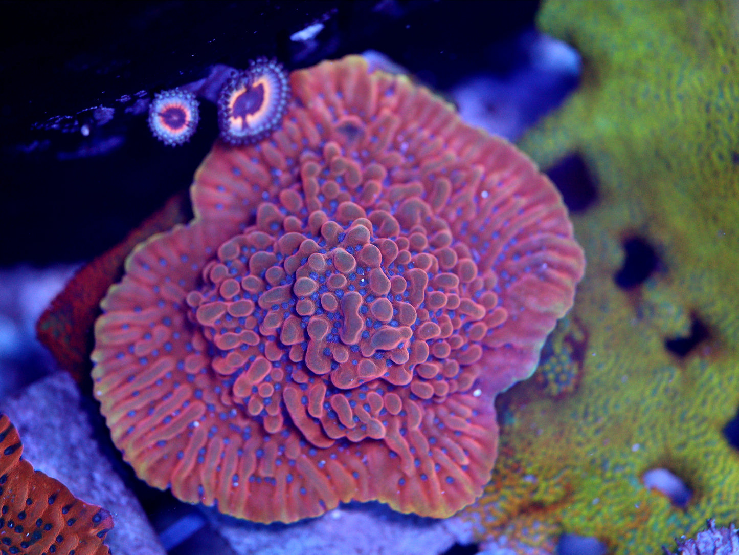 JF Altered Ego Montipora