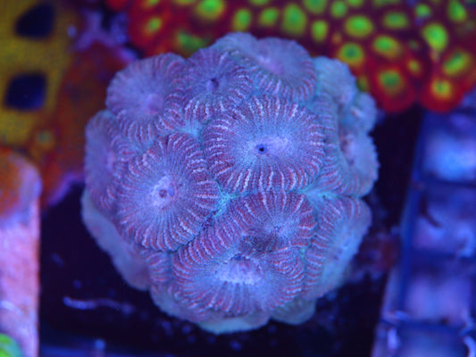 ACI Dave The Dipsastrea