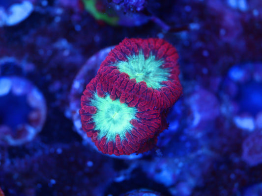 Red and Green Blastomussa Coral