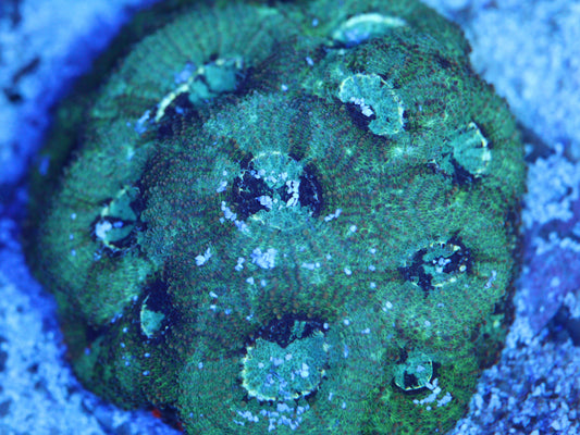 Rainbow Echinata