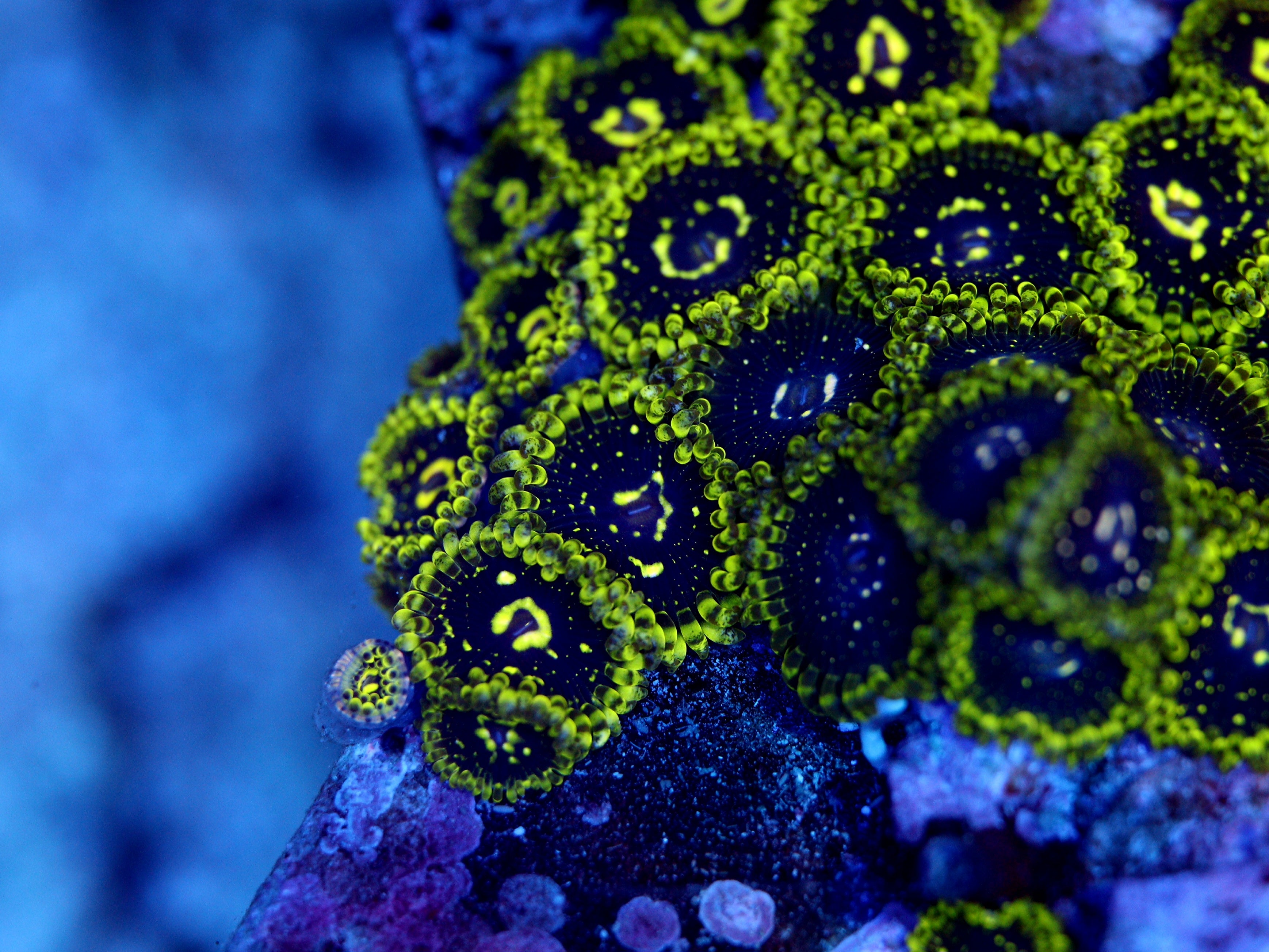 Exosphere Zoa 1-2 polyp – BlueWater Reef