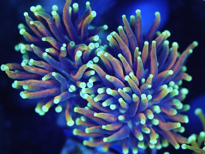 Hellfire Torch Coral