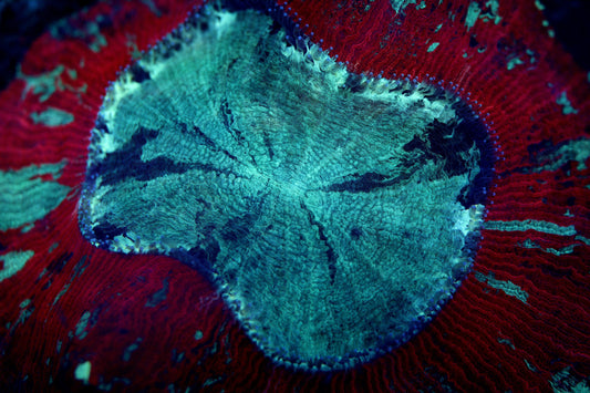 Ultra Trachyphyllia Coral