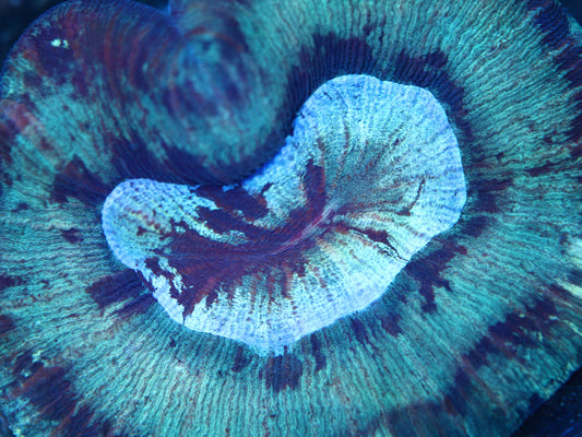 Teal Trachyphyllia Coral