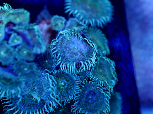 Mindblowing Paly Zoa