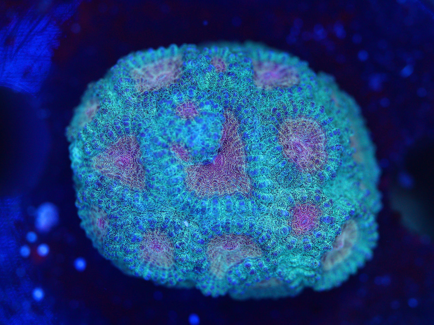 Baby's Breath Favia