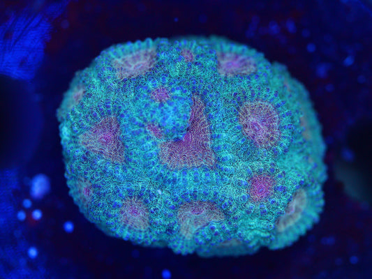 Baby's Breath Favia