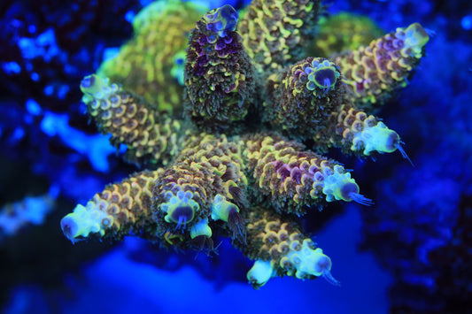 RRC Rainbow Splice Acropora