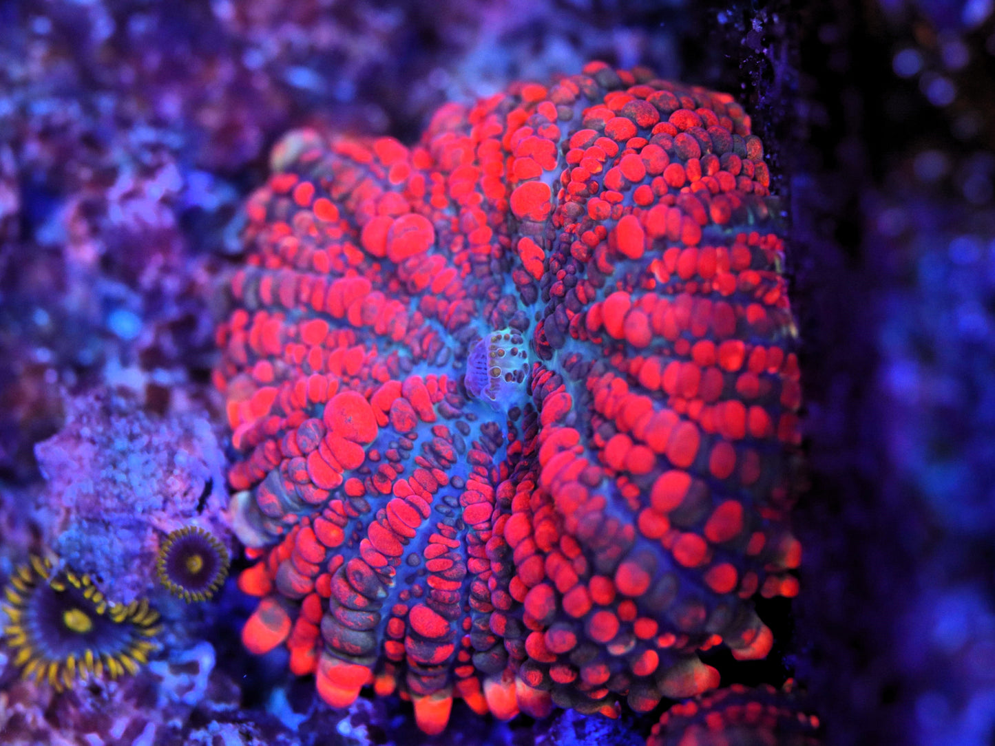 Superman Rhodactis Mushroom