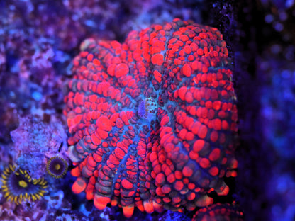 Superman Rhodactis Mushroom