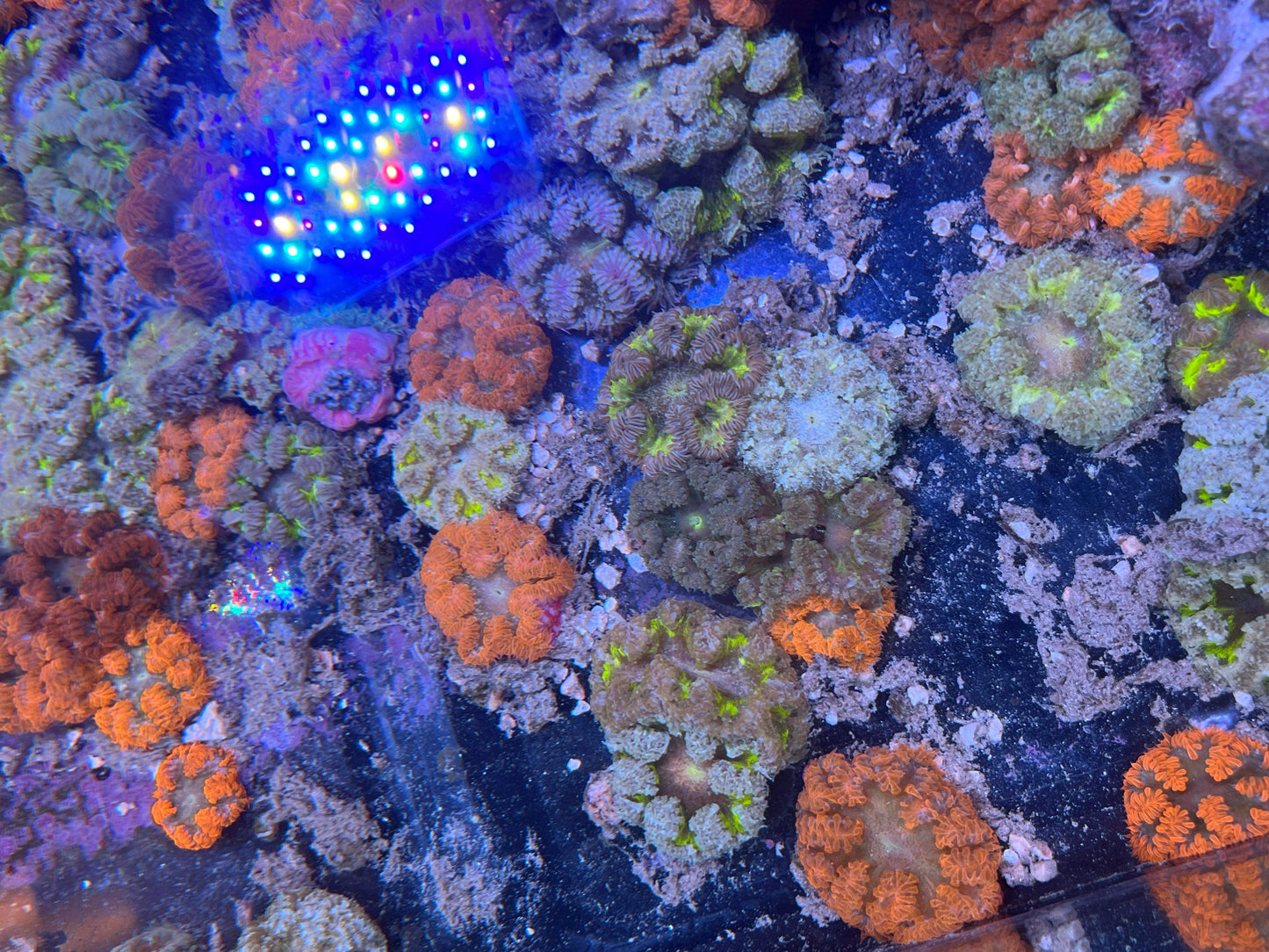 Rock Flower Anemones