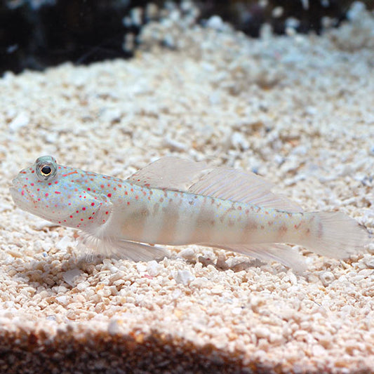 Pink spot watchman goby