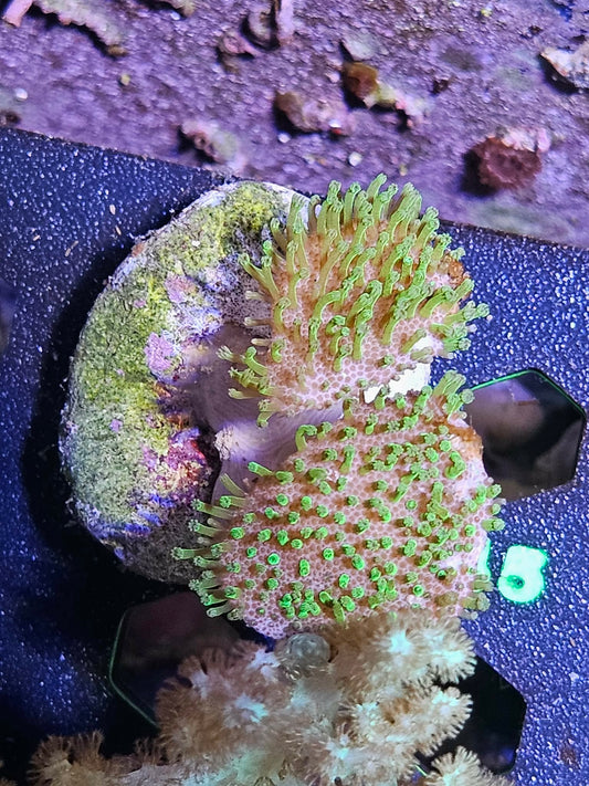 Green polyp Toadstool Leather