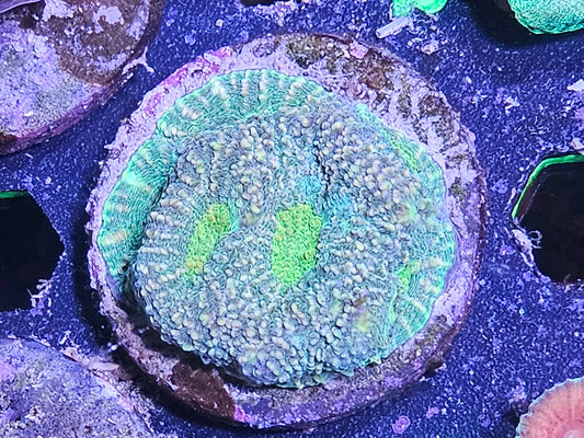 Mutant Melon