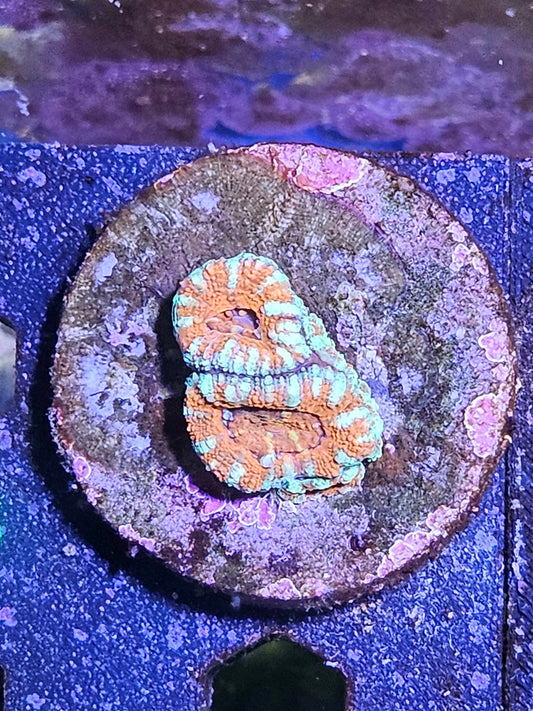 Acan