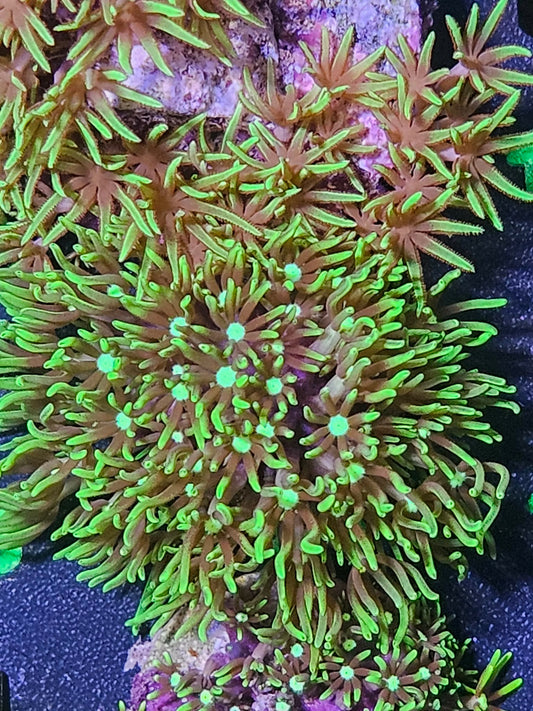 Green Star Polyp
